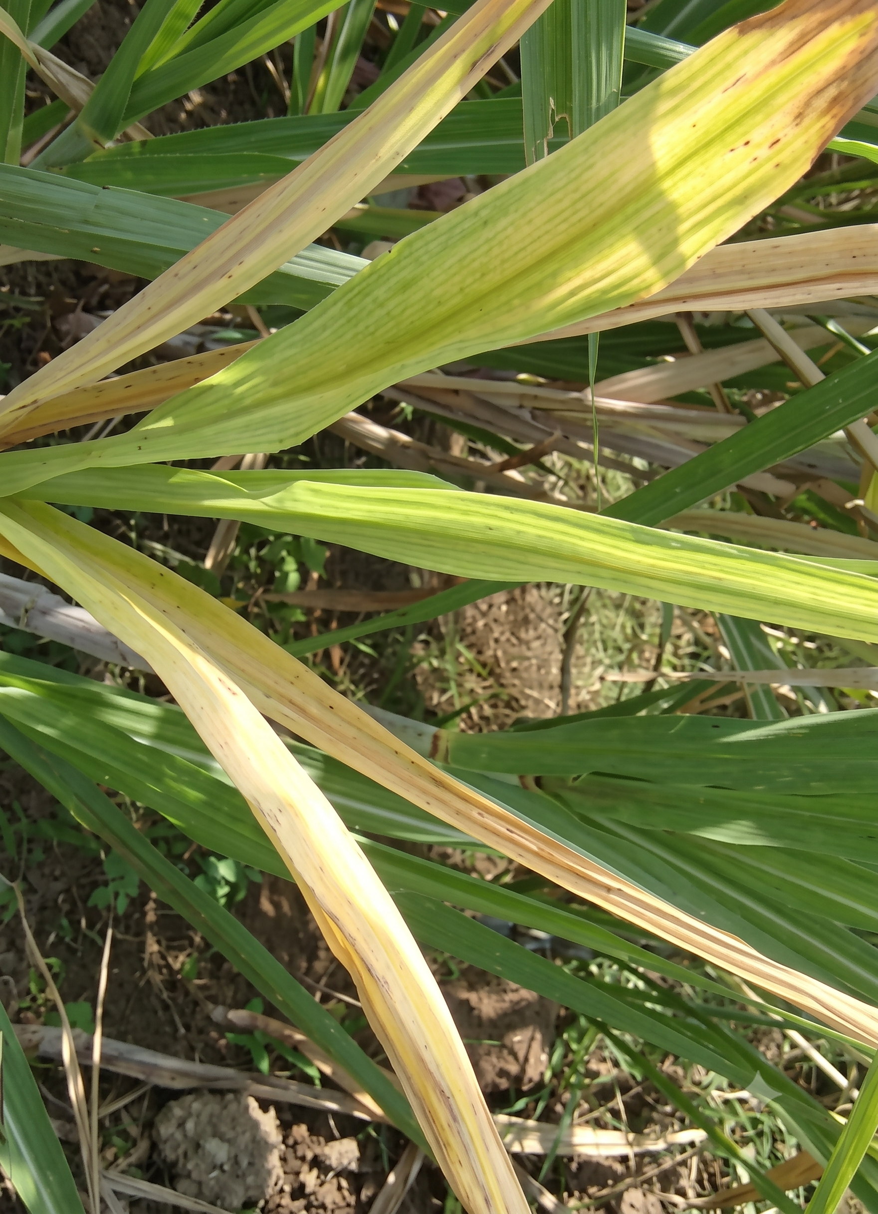 sugarcane nitrogen