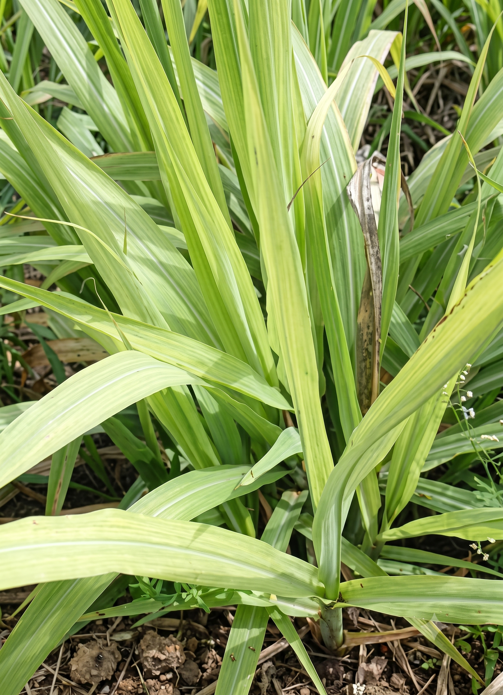 sugarcane sullphur