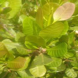 Showing Cashewnut leaves with deficiency
