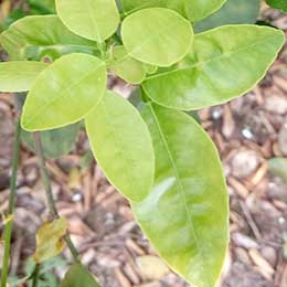 Showing Citrus leaves with Deficiency