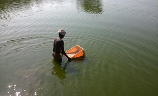 A man in Pond is using tub to catch pond-living organisms
