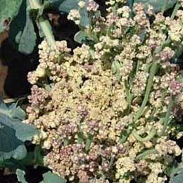 Showing Cauliflower leaves with Deficiency