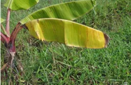 Banana- Nitrogen deficiency