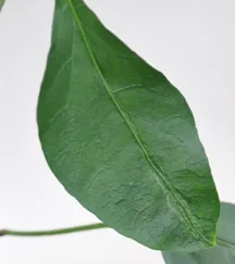 Chili – Zinc deficiency