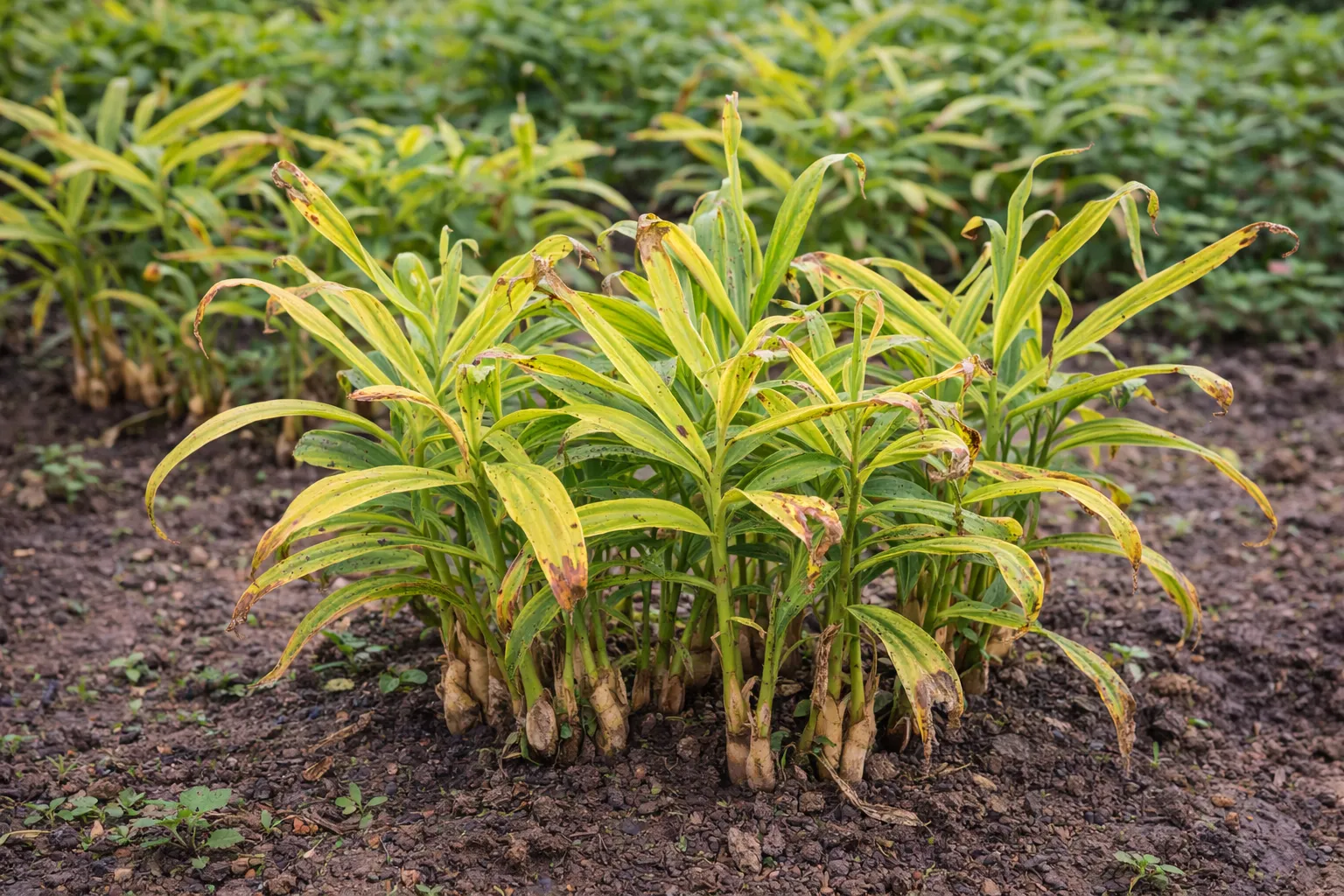 Ginger - Boron deficiency