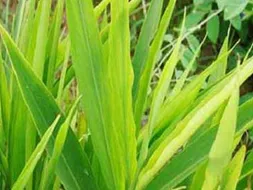 Ginger - Iron deficiency