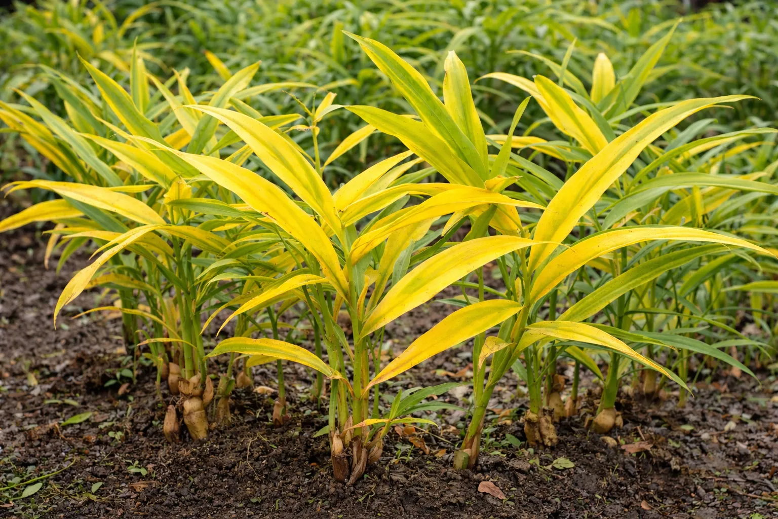 Ginger - sulphur deficiency