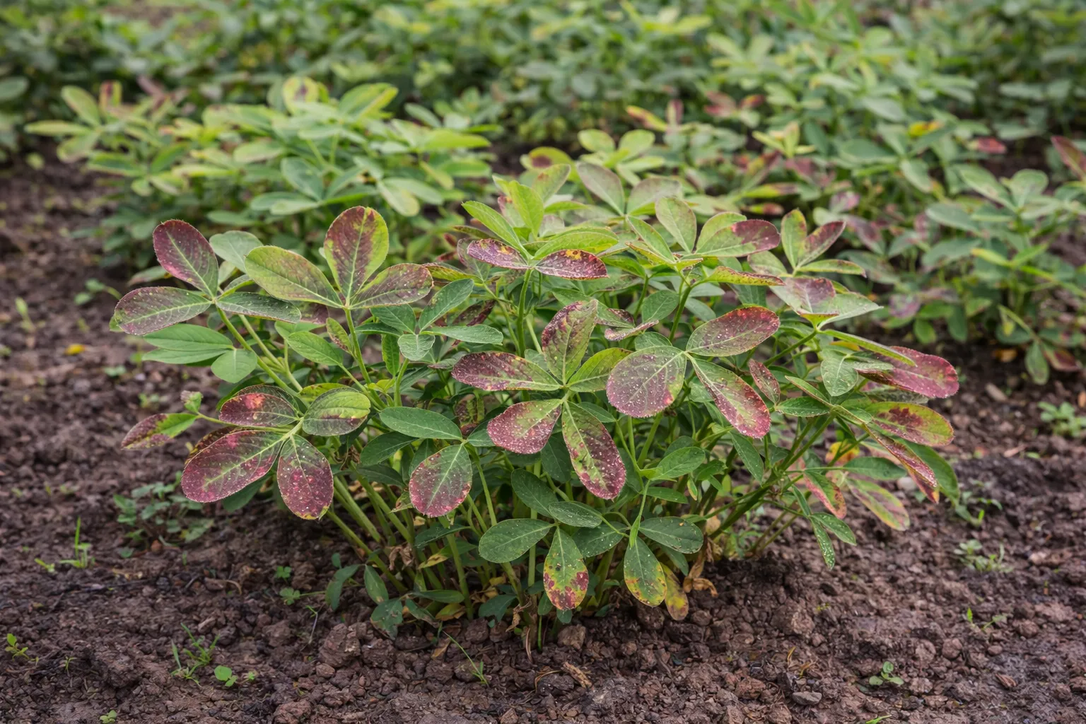 Groundnut - Phosphorous Deficiency