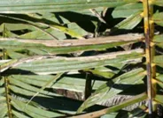 Oil palm - Copper deficiency