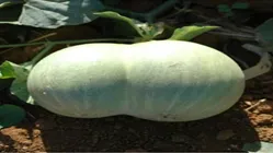 Watermelon - Phosphorous deficiency