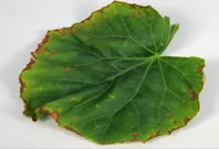 Watermelon - Potassium Deficiency