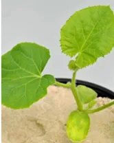 Watermelon - Sulphur Deficiency