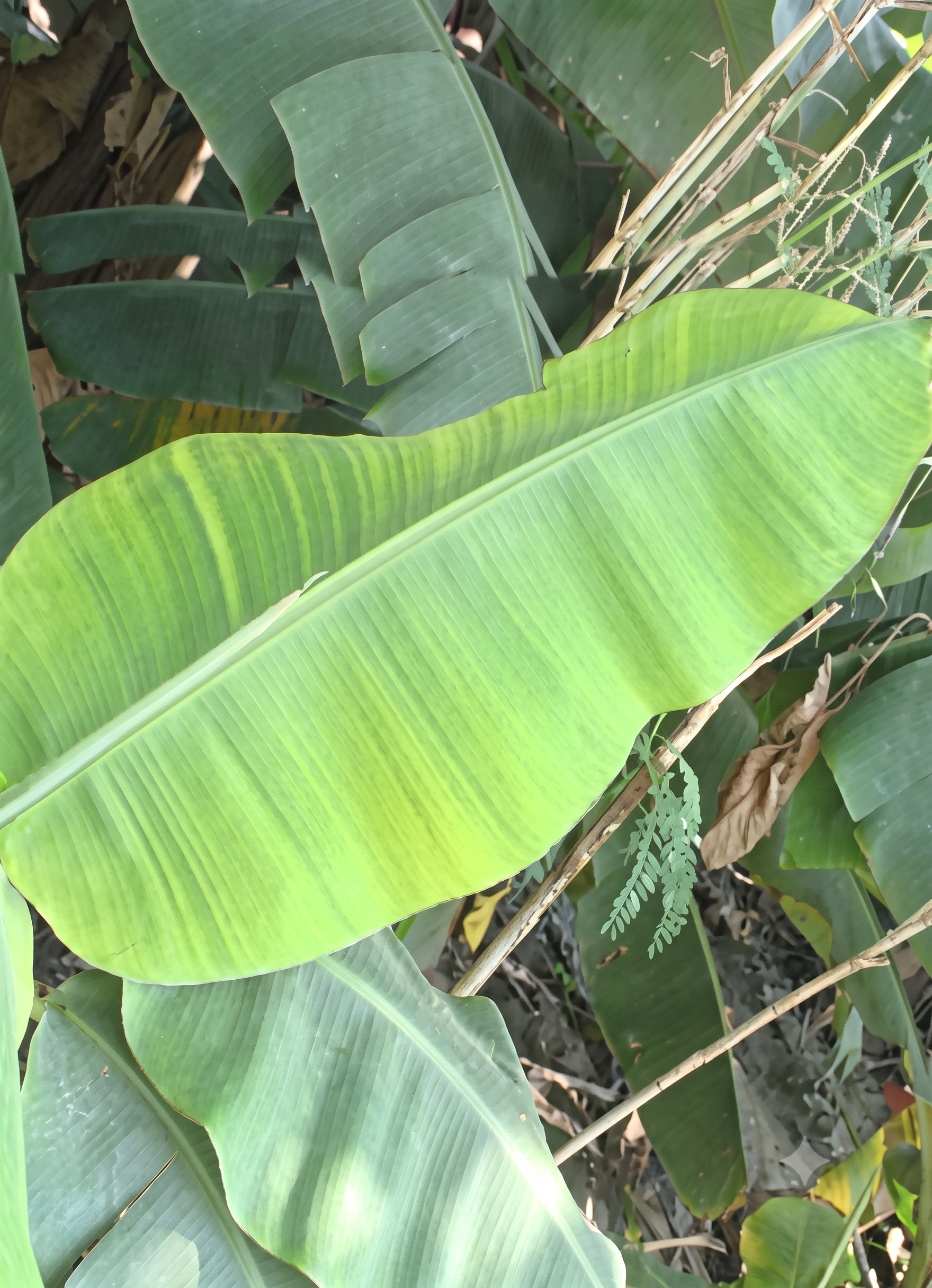 banana iron