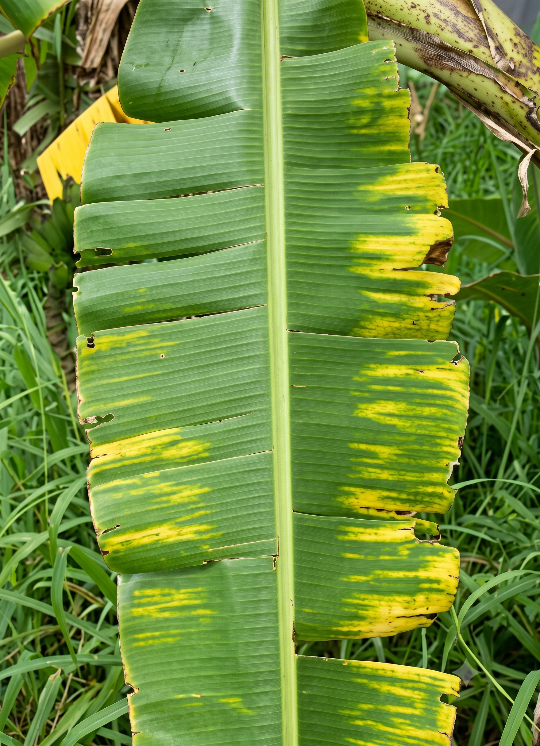 banana magnesium