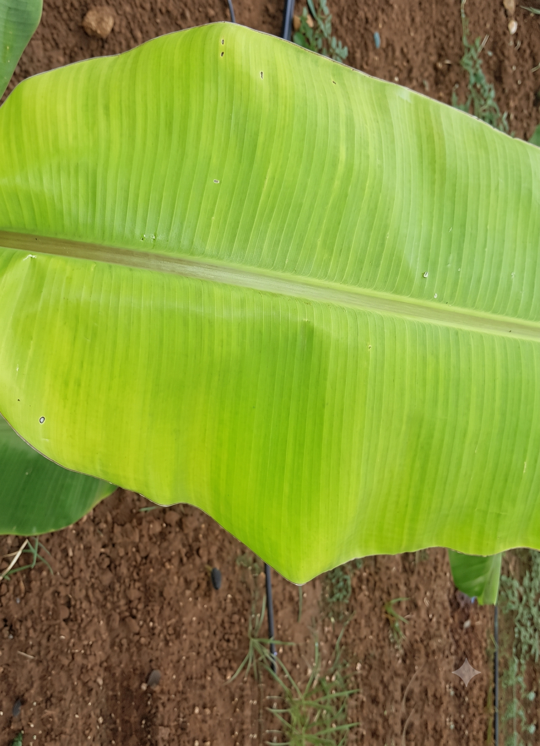 banana manganese
