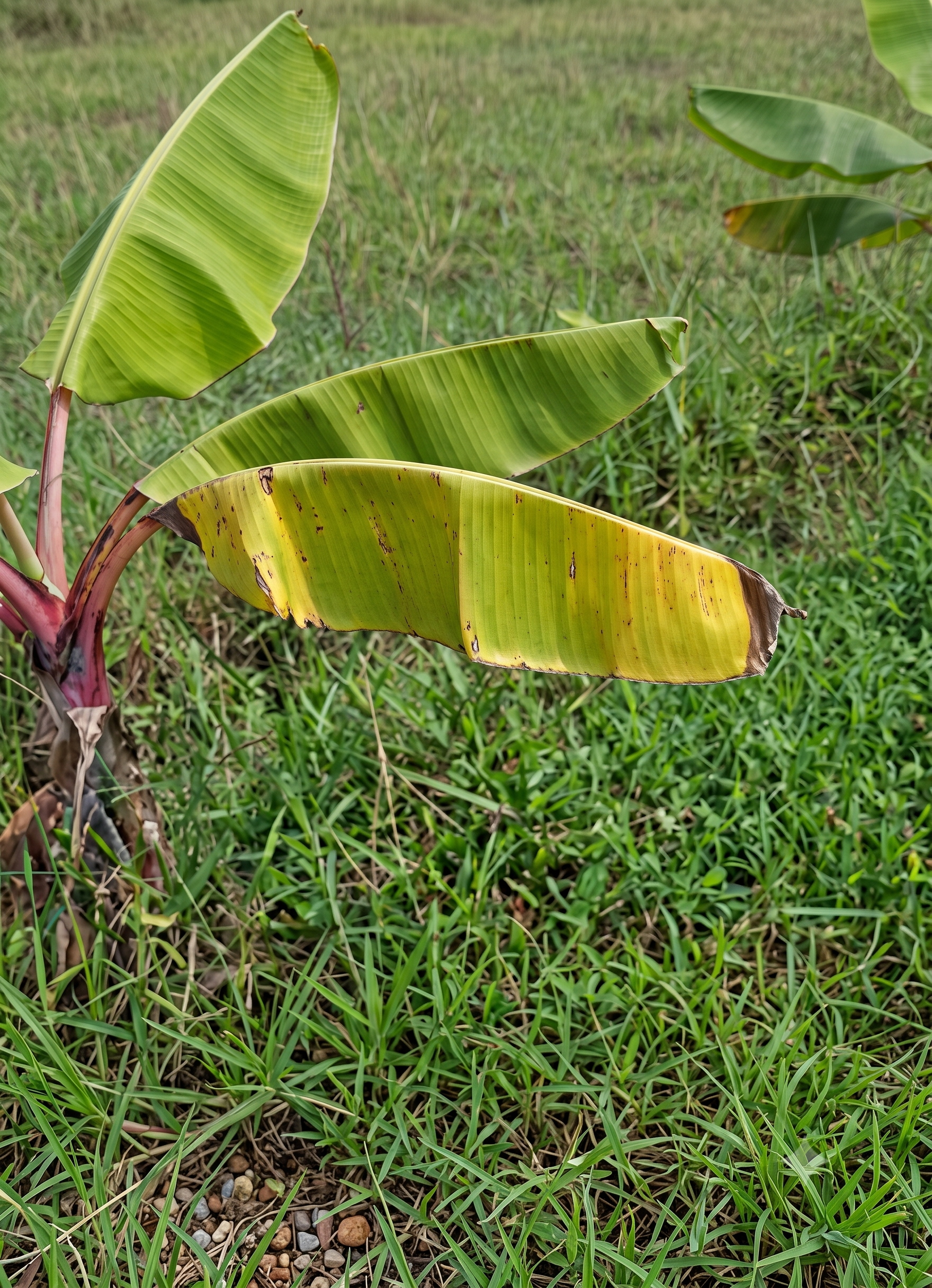 banana nitrogen