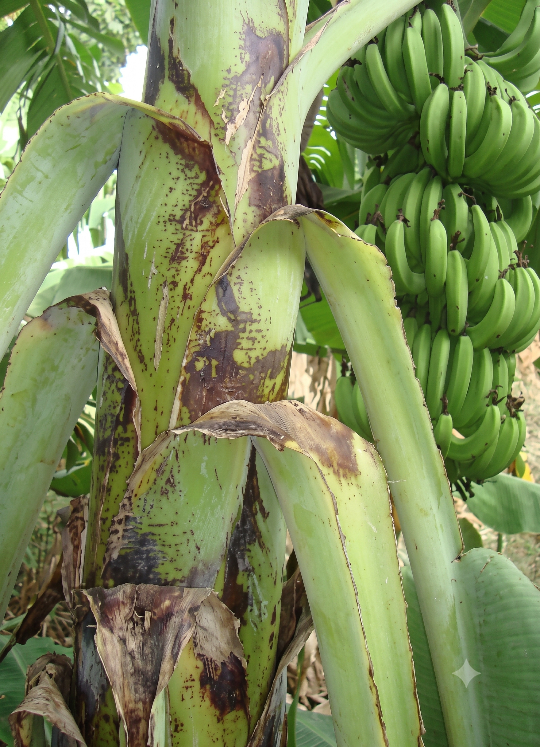 banana phosphorous