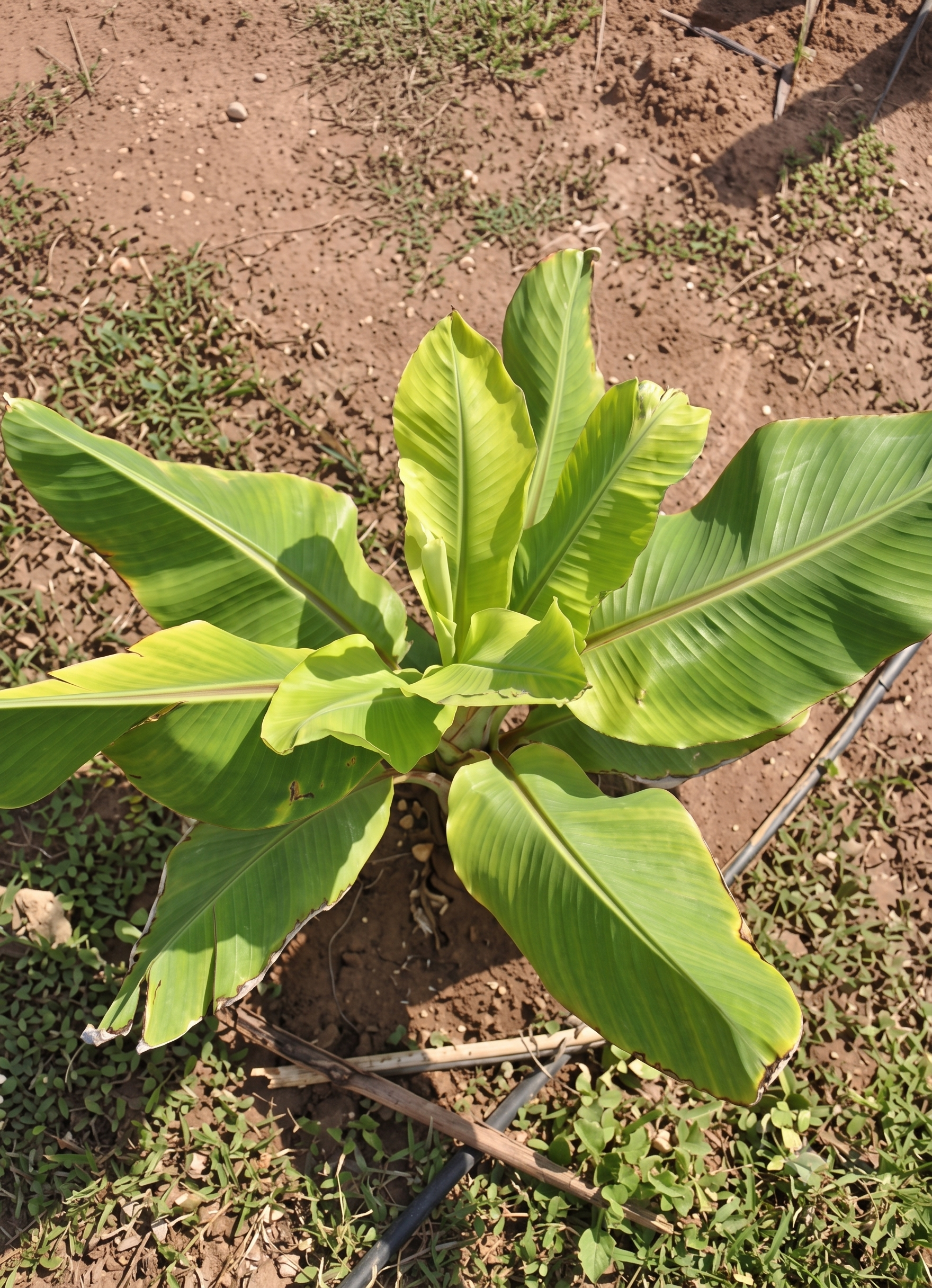 banana zinc