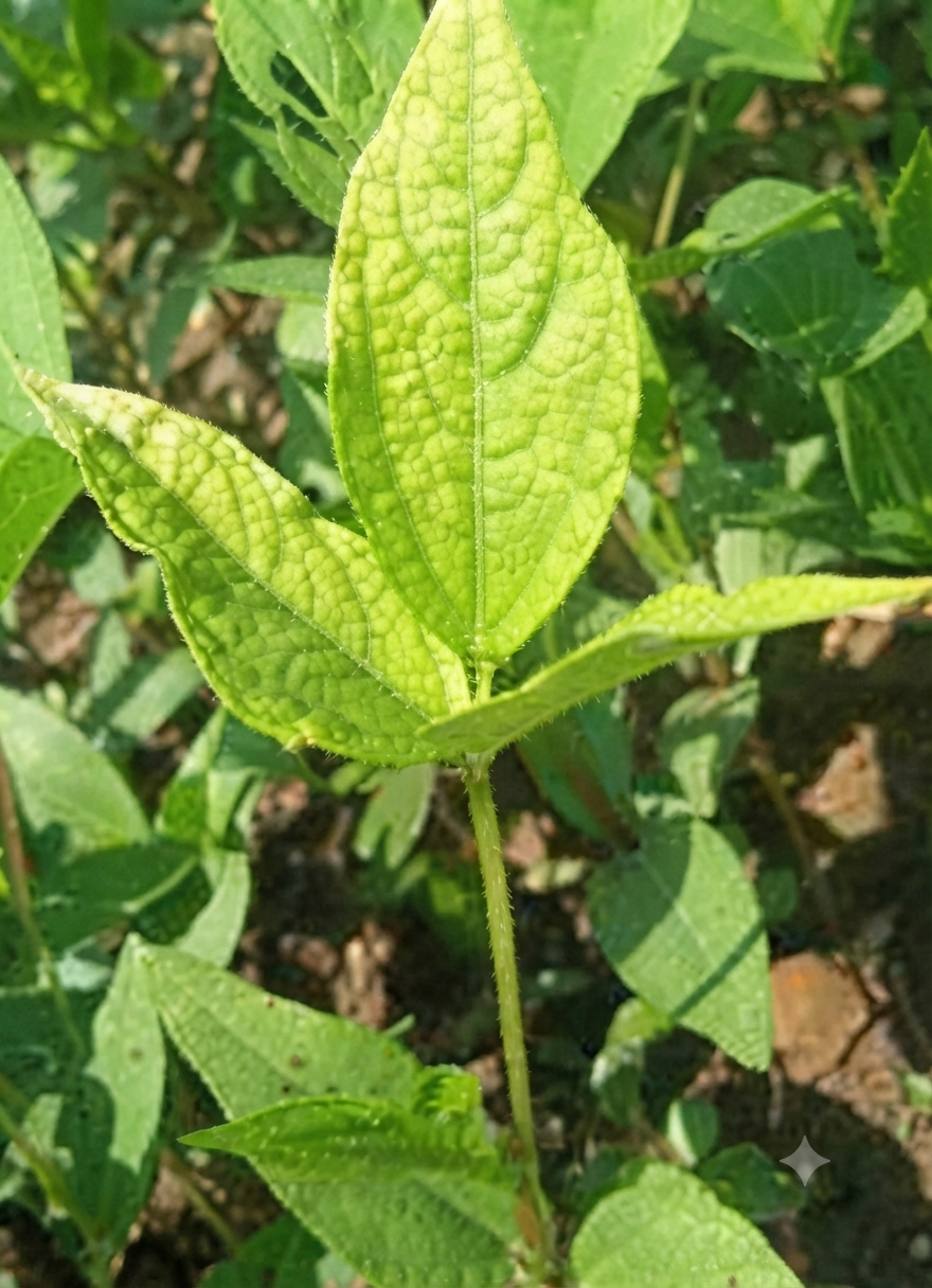 black gram sulphur