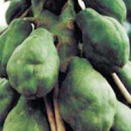 Nutrient deficiency in papayas