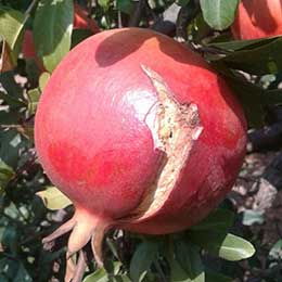 Deficient pomegranate fruit