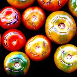 Nutrient deficiency in tomato fruits