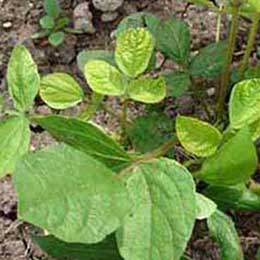 Nutrient deficiency in leaves