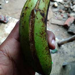 Deficient banana fruit