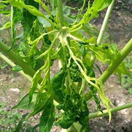 Nutrient deficiency in papaya leaves