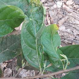 Nutrient deficiency in leaves