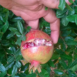 Nutrient deficiency in pomegranate fruit