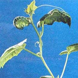 Leaves showing deficiency