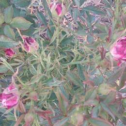 Rose plant with deficient leaves