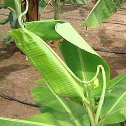 Banana Leaf with deficiency