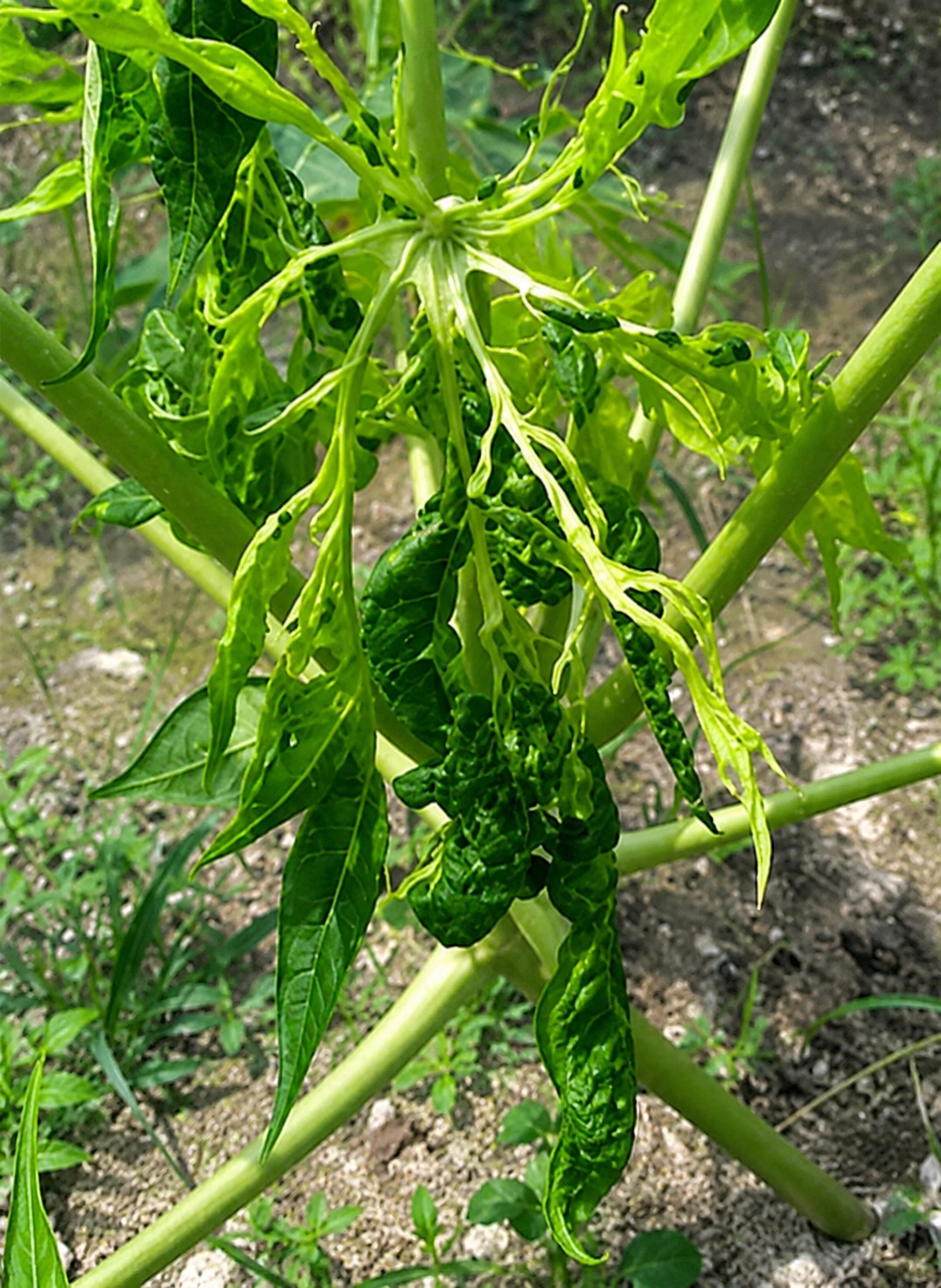 calcium papaya