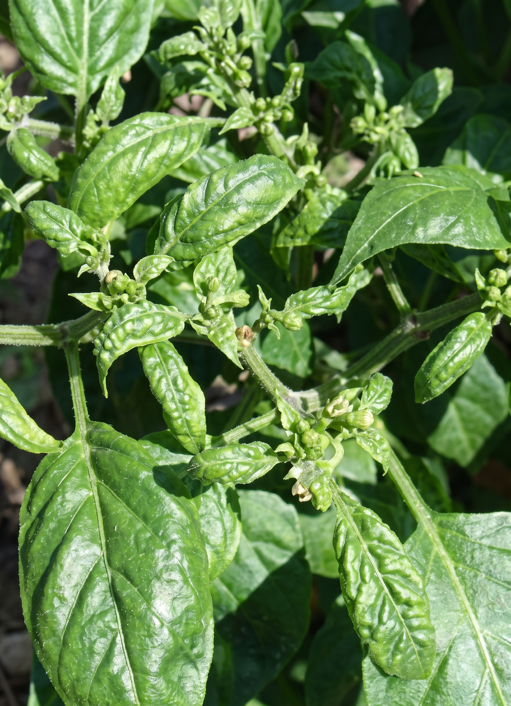 chilli boron