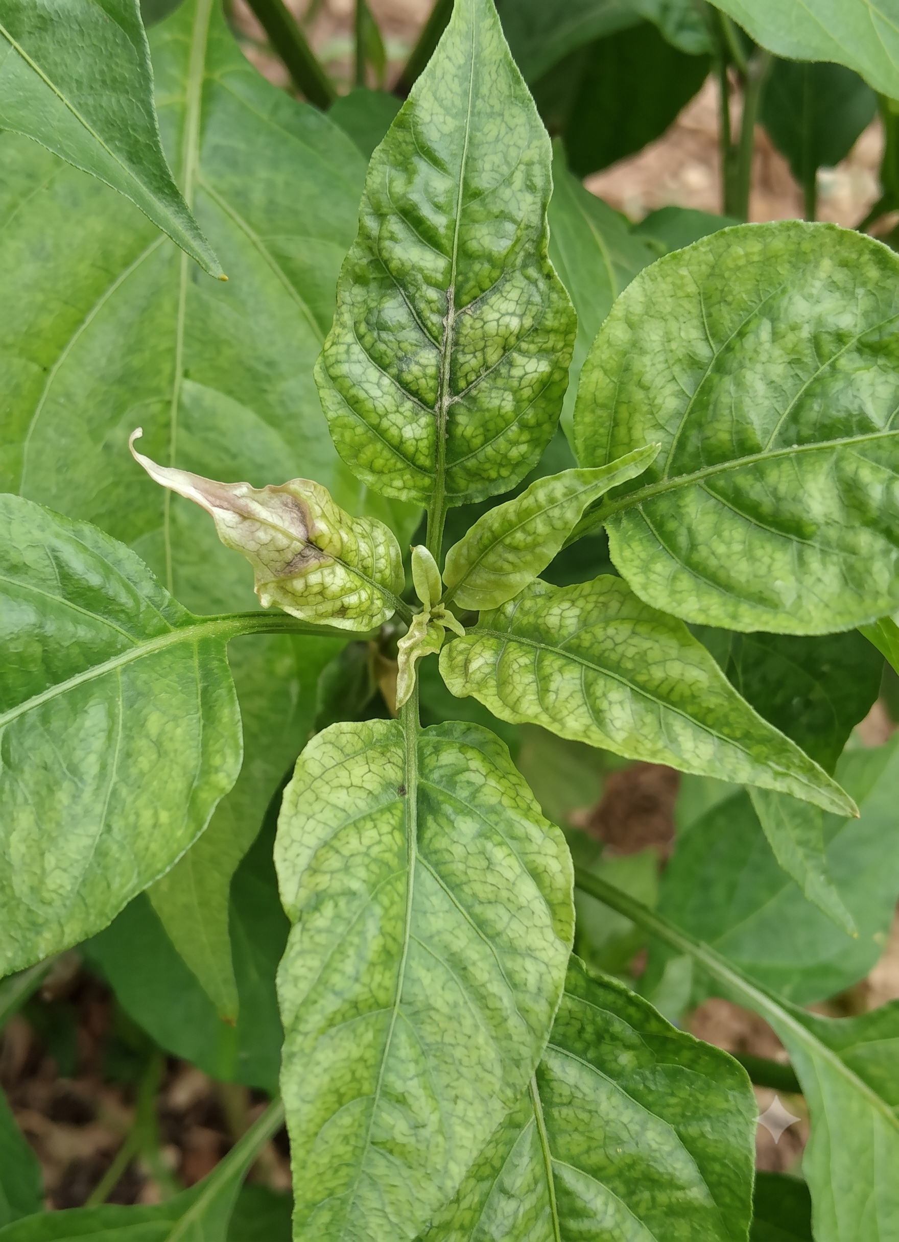 chilli copper