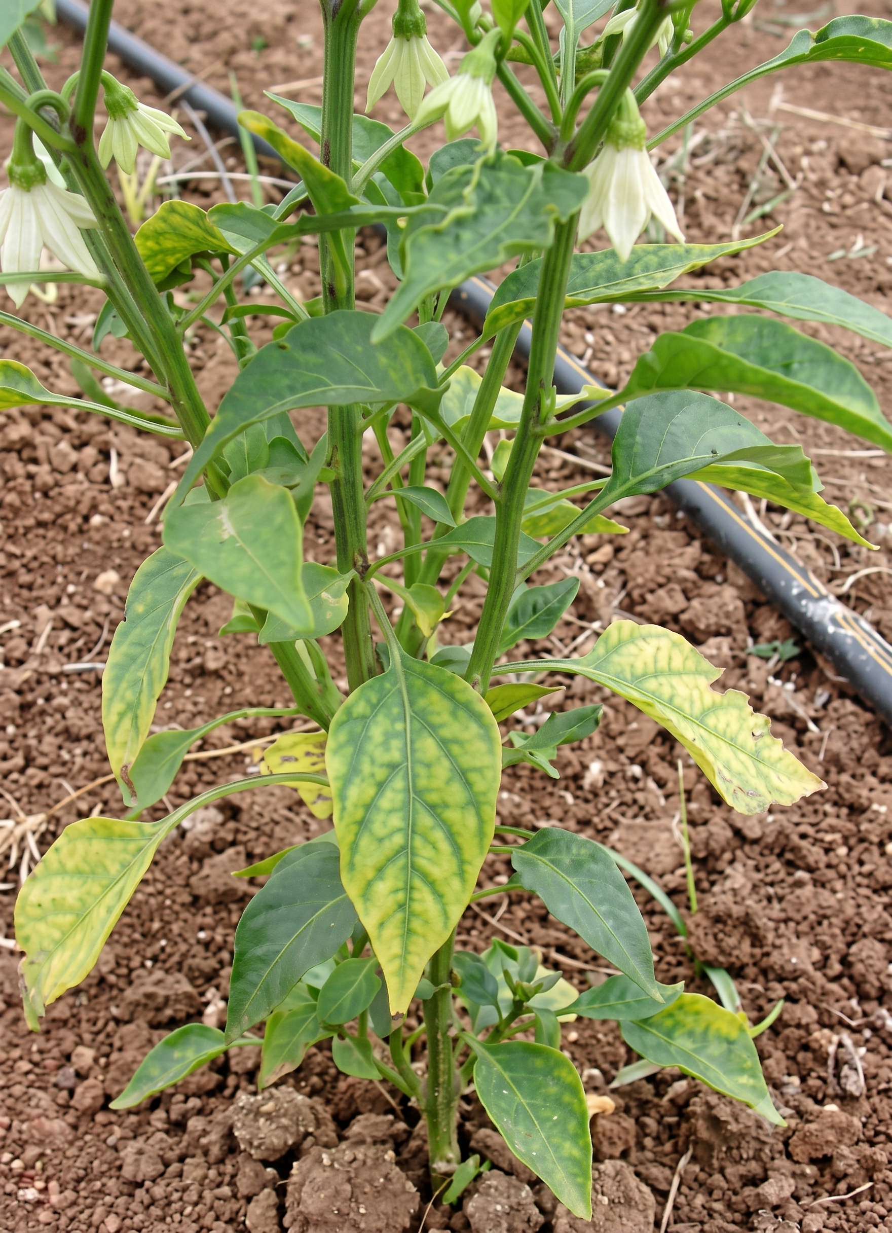 chilli magnesium