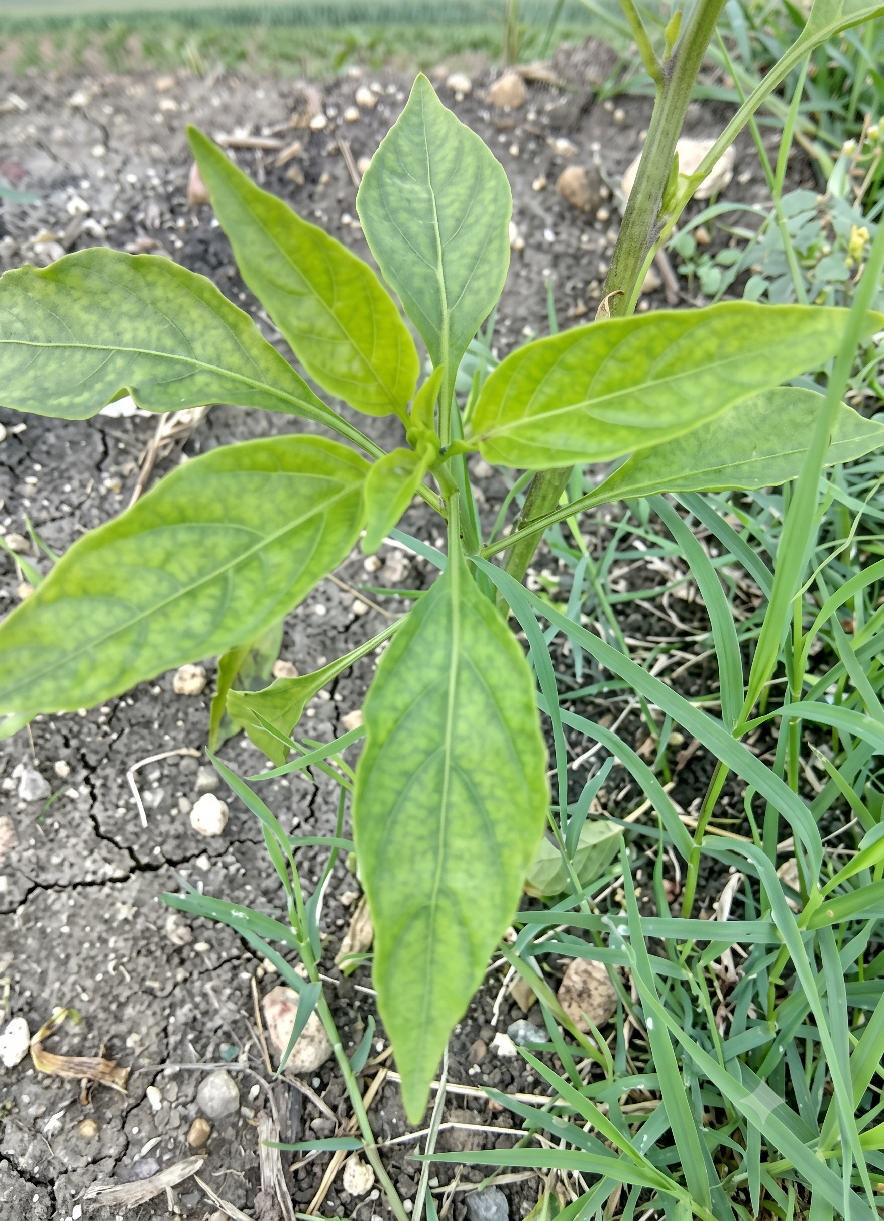 chilli manganese