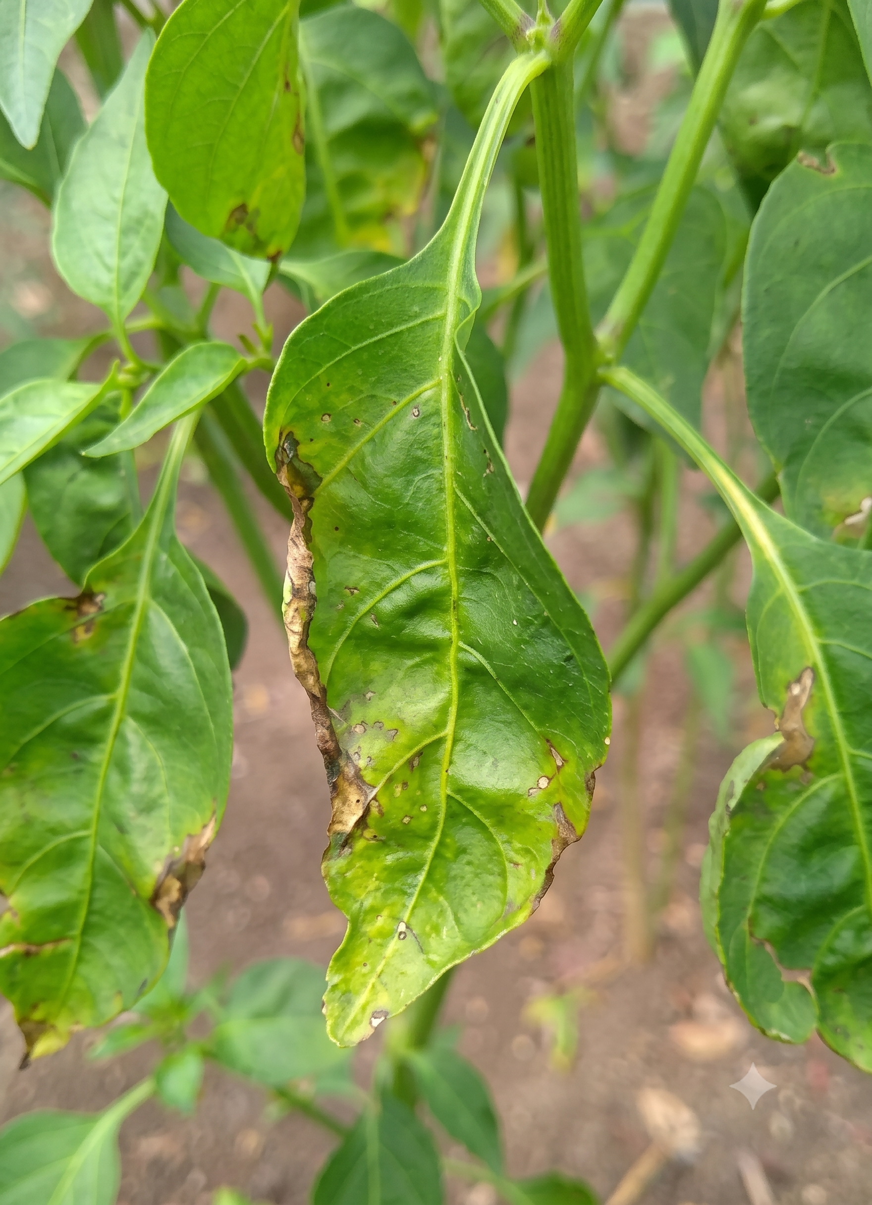 chilli potassium
