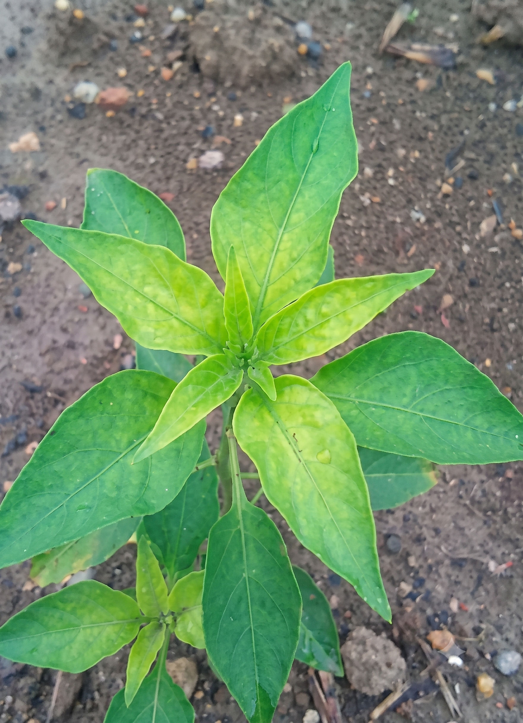 chilli sulphur