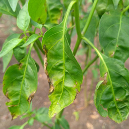 Deficient chilli leaves