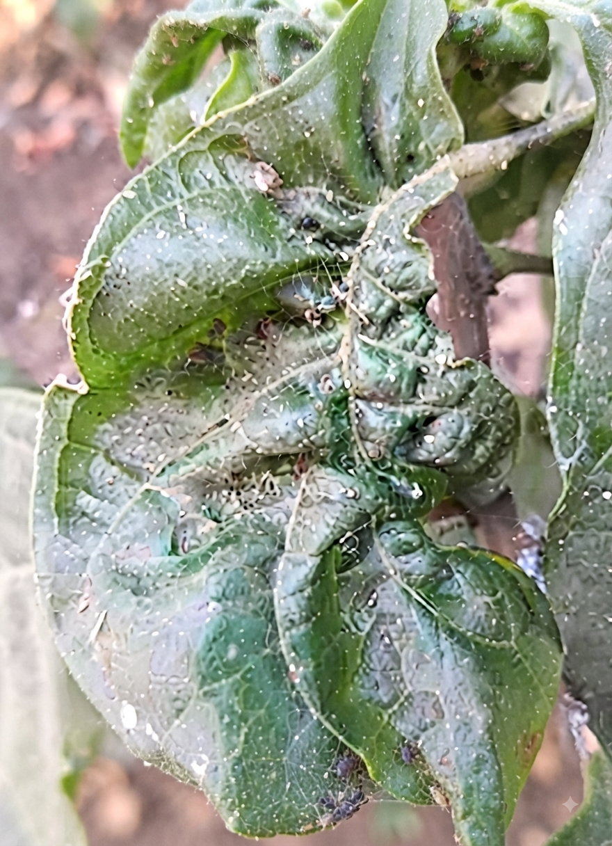 cocoa copper