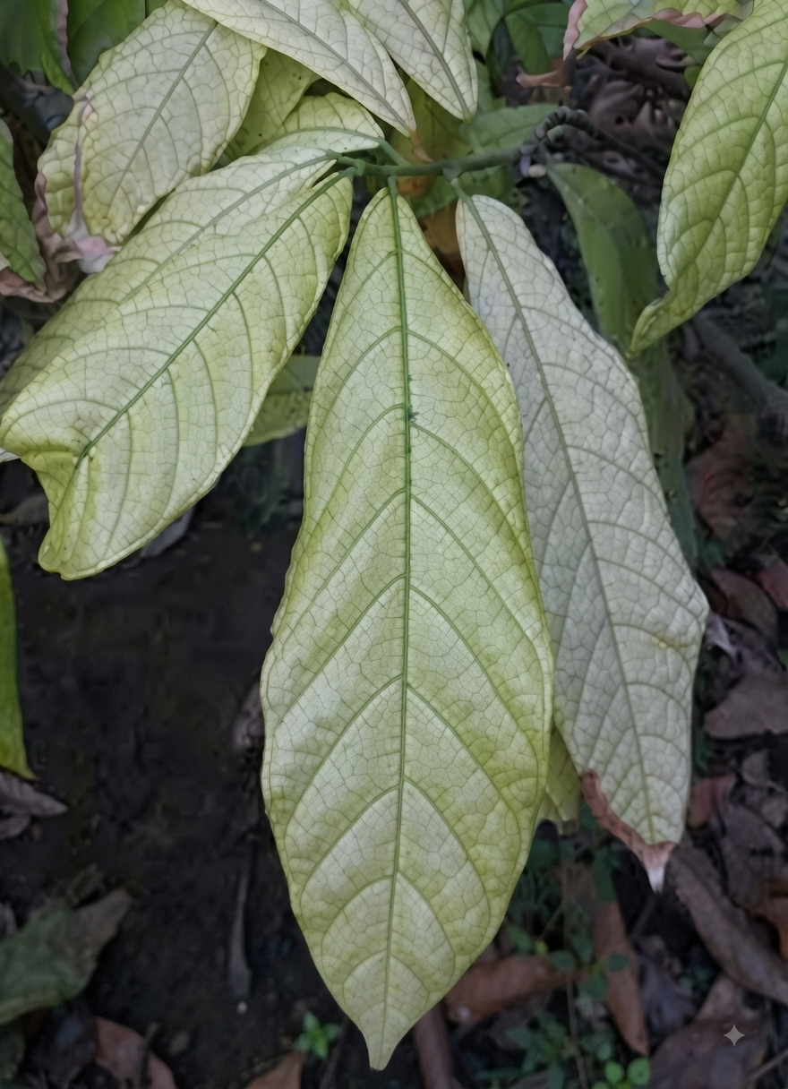 cocoa iron