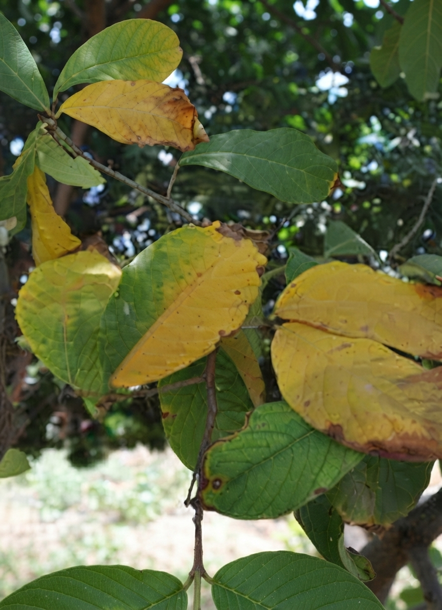 cocoa nitrogen