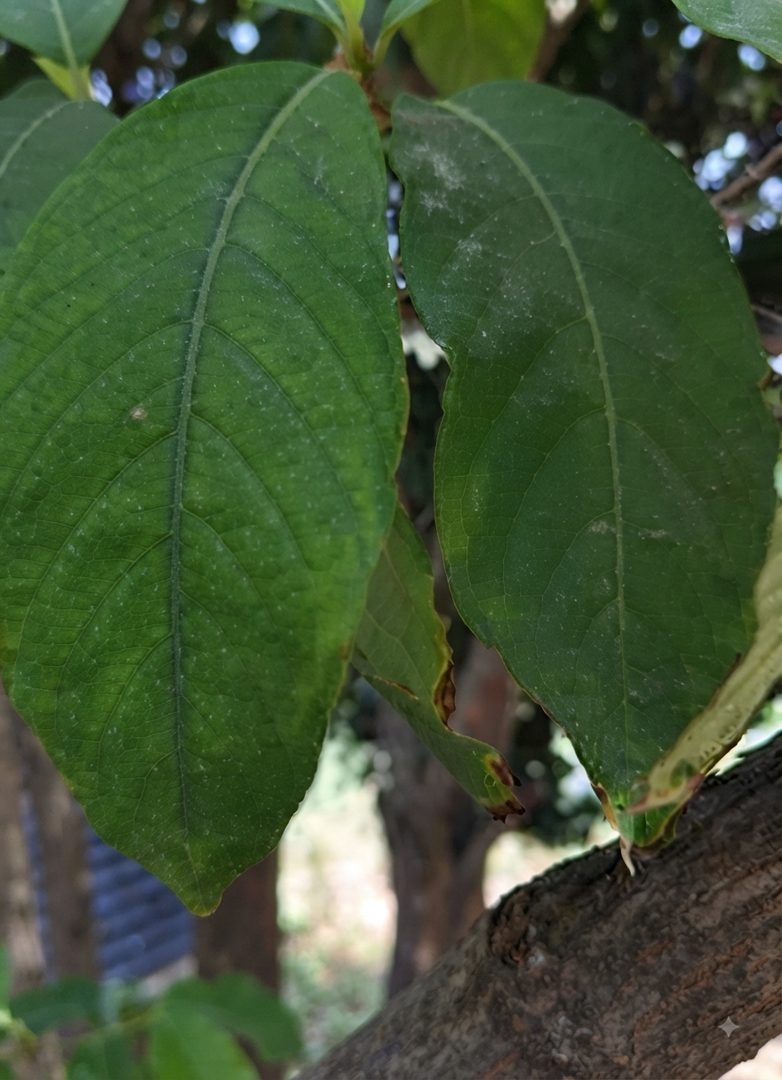 cocoa phosphorous