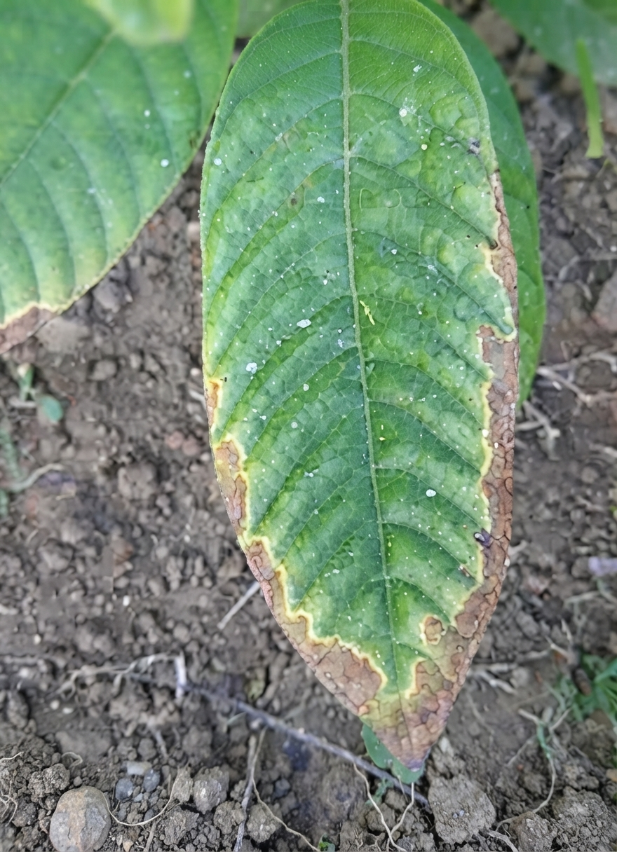 cocoa potassium