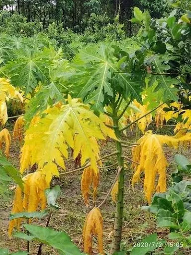 copper deficiency papaya