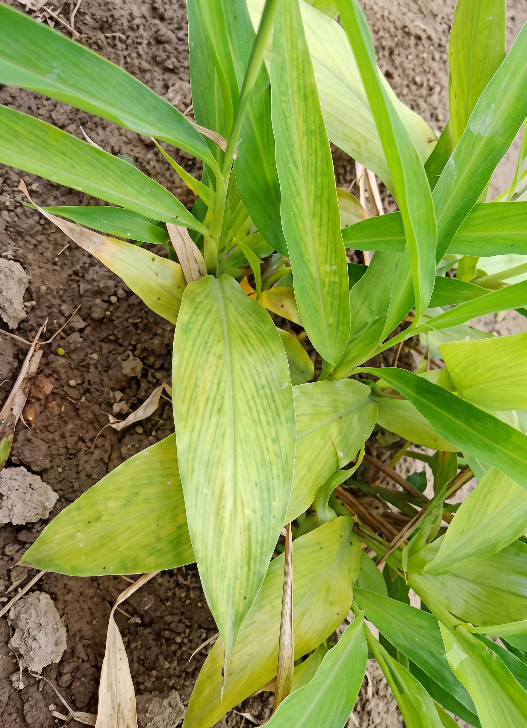 ginger nitrogen
