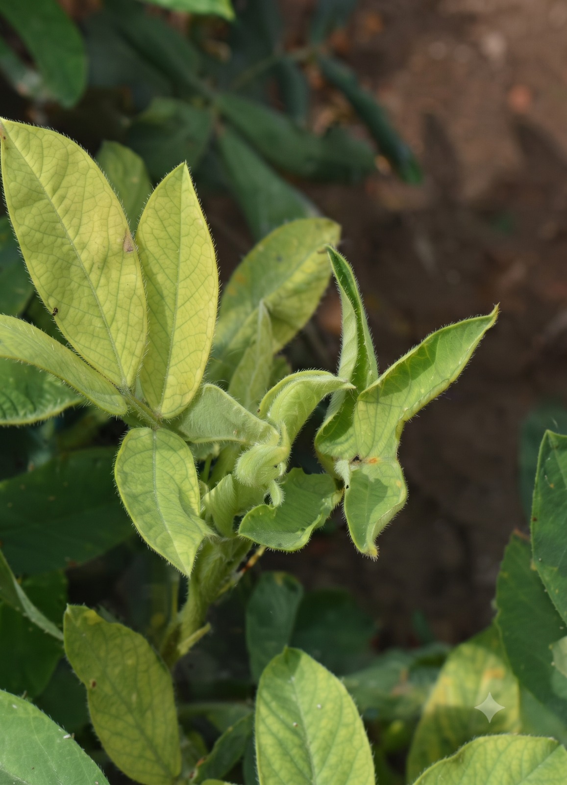 groundnut copper